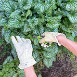 Guantes de trabajo y jardín de piel para mujer, de vaca de grano resistente, grande (Wells Lamont 1124L), color natural