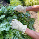 Guantes de trabajo y jardín de piel para mujer, de vaca de grano resistente, grande (Wells Lamont 1124L), color natural